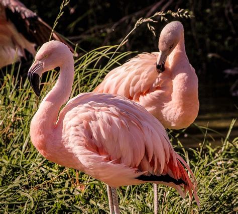 Photo Of Two Pink Flamingos Free Image Download