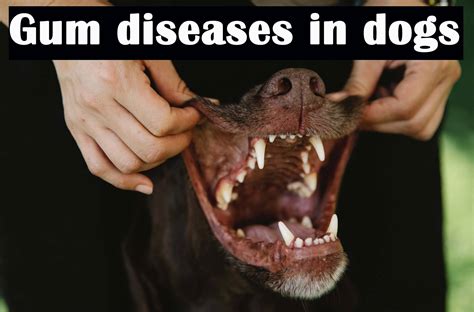 Gum Diseases In Dogs The Complete Guide The Happy Puppers