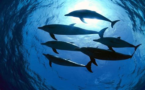 Oceanic Dolphins Wallpapers Wallpaper Cave