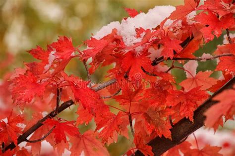 Sugar Maple Tree Branch With Fresh Snow Stock Image Image Of Fall