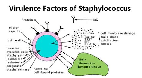 Virulence Factors Of Staphylococcus Online Microbiology Notes