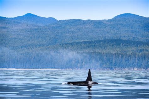 Everything You Need To Know About Whale Watching Canada Must Do Canada