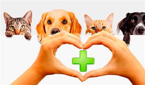 La Ciencia Lo Confirma Las Mascotas Son Beneficiosas Para La Salud
