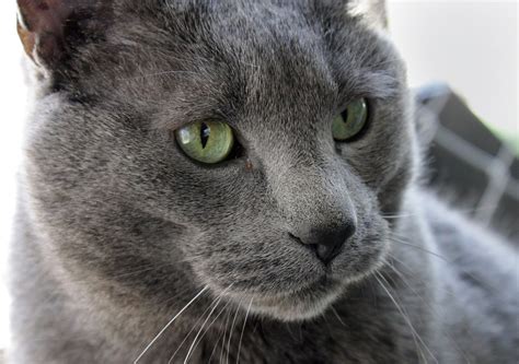 Free Photo Cat Pet Male Large Gray Rescue Free Image On Pixabay