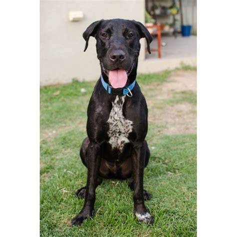 Parker Large Male Great Dane X German Shorthaired Pointer Mix Dog In