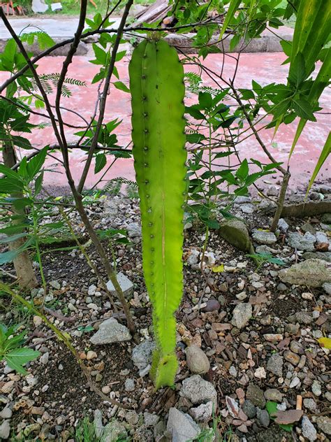 How do i tell if the roots or any places are rotting? Can anyone tell me what species of cactus this is? Thanks ...