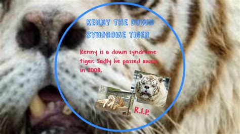 Kenny The Down Syndrome Tiger By Guadalupe Ramos