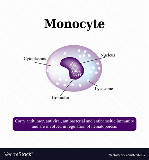 The Anatomical Structure Of Monocytes Blood Cells Vector Image