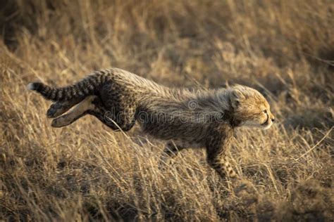 Cute Baby Cheetah Cub With A Fluffy Back Running Into The Sun Setting