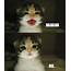 Cat Cute Funny Hahaha Laugh  Image 406493 On Favimcom