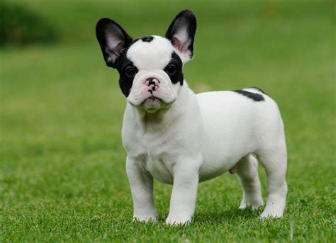 77 The Best French Bulldog Breeders Image Bleumoonproductions