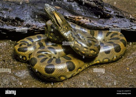 Serpiente Anaconda Fotografías E Imágenes De Alta Resolución Alamy