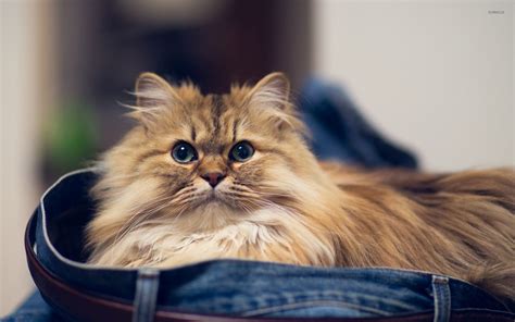 Fluffy Cat In Jeans Wallpaper Animal Wallpapers 33147