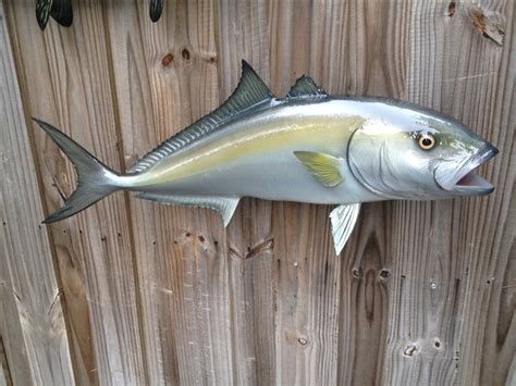 37 Inch Amberjack Fish Mount Replica Reproduction For Sale