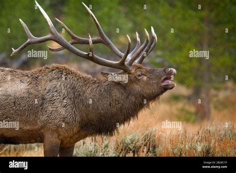 Large Bull Elk Bugling With An Open Mouth And Exposed Teeth All Wet In