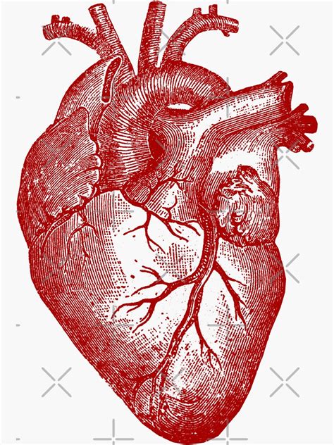 Vintage Heart Anatomy Sticker For Sale By Stilleskygger Redbubble