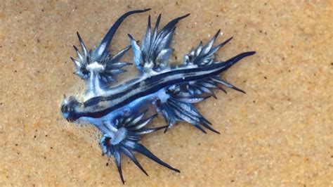 Blue Pokemon Dragon Sea Slug Washes Up On Gold Coast Beach Abc News