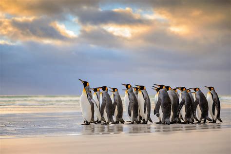 King Penguin Falkland Islands Penguin Atlantic Ocean Beach Ocean