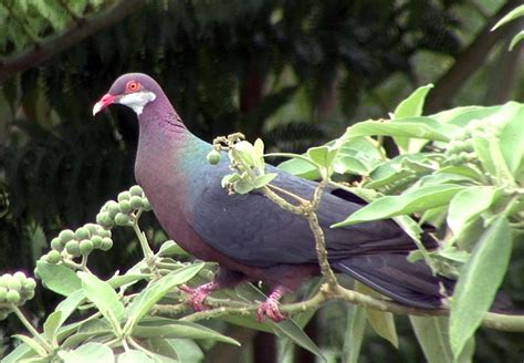 Metallic Pigeon Columba Vitiensis Animals Pigeon Birds