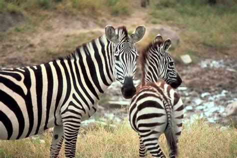 Free Picture Grant African Zebra