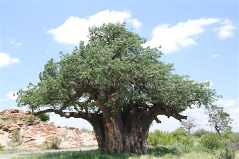 Baobab Adansonia Digitata At Mapungubwe National Park Limpopo Stock