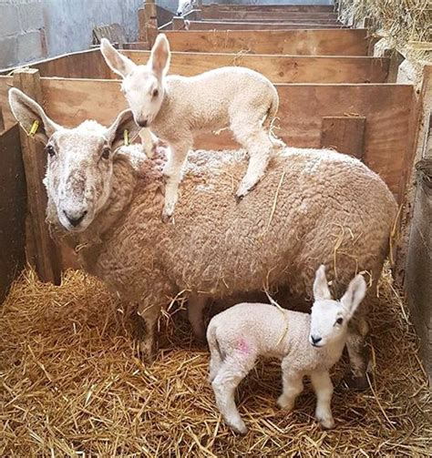 Oh Those Ears Sheep Farm Sheep And Lamb Farm Animals Animals And