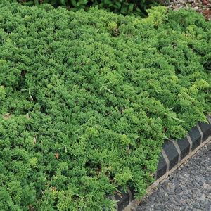 Green Mound Dwarf Japanese Juniper Buchanan S Native Plants