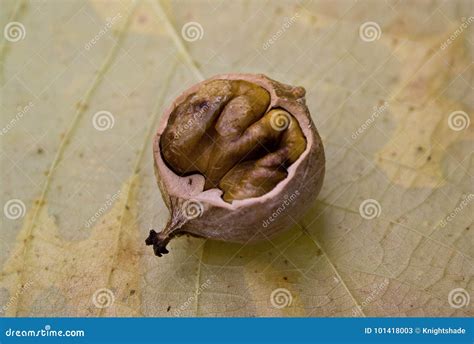 Hickory Nut Stock Image Image Of Cracked Harvest Ripening