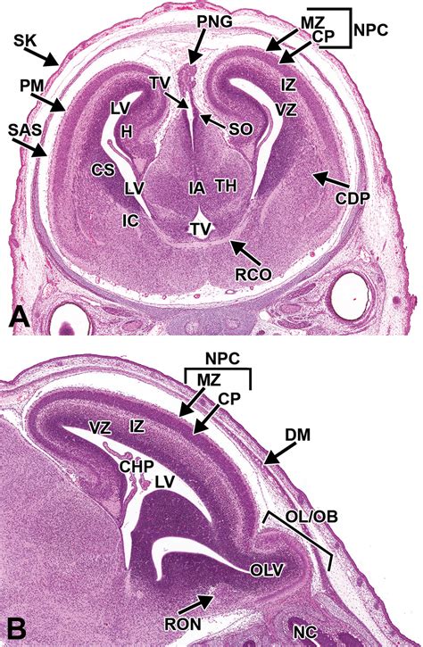 Histology Atlas Of The Developing Prenatal And Postnatal Mouse Central Nervous System With