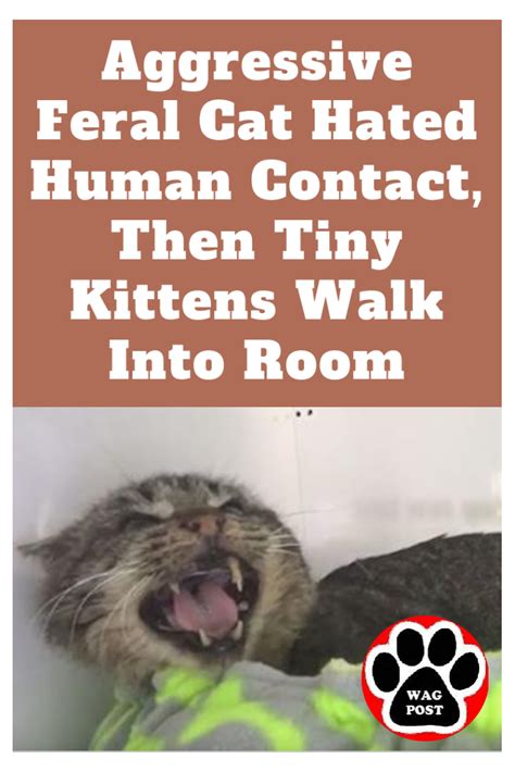 Aggressive Feral Cat Hated Human Contact Then Tiny Kittens Walk Into