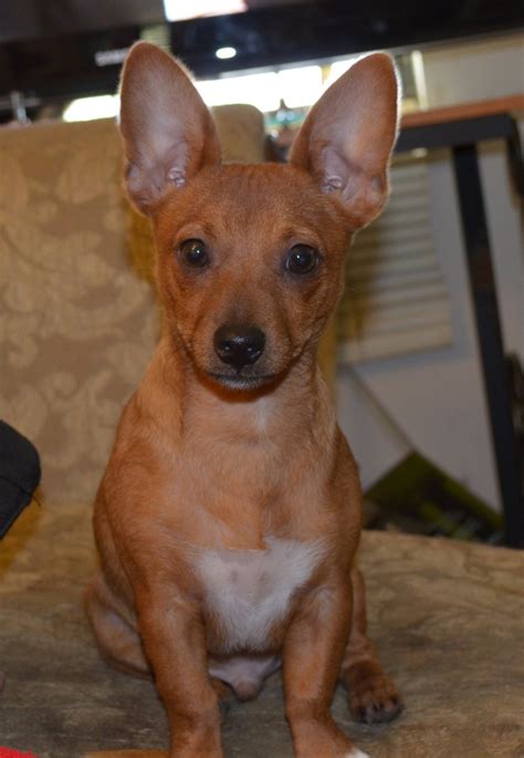 Rat Terrierchihuahua Mix This Is What Chip Will Look Like Only