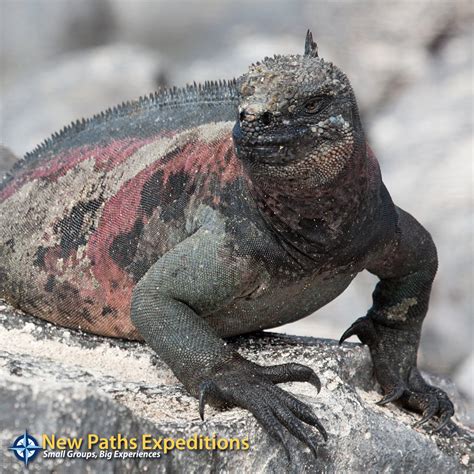Help us preserve, protect, and restore galapagos. Galapagos Archives | New Paths Expeditions