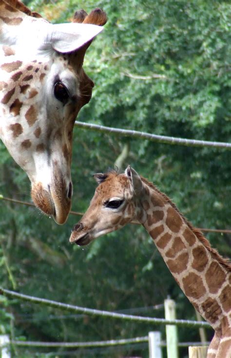 Mama And Baby Giraffes Giraffe Baby Animals Baby Giraffe
