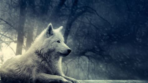 Wolf Animals Snow Winter Wallpaper Coolwallpapersme