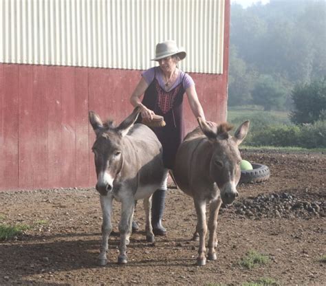 Love And Nurture Love Donkeys Bedlam Farm