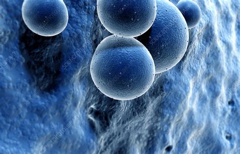 Very young children and elderly. The structure of MRSA - Stock Image - F002/2235 - Science ...