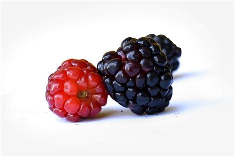 100 Free Mulberry And Fruit Images Pixabay