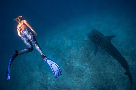 A Complete Guide To Swimming With Sharks In The Maldives