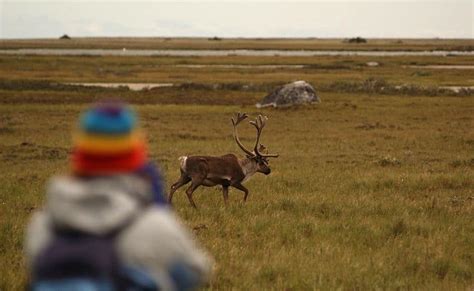 Wapusk National Park In Manitoba Explore Awesome Activities And Fun