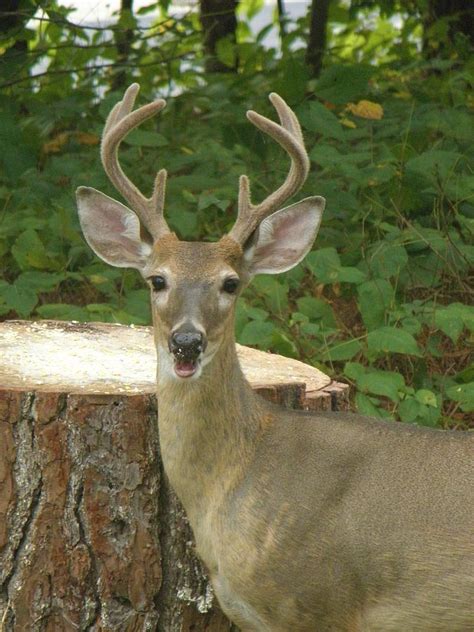Laughing Deer Photograph By Allee Rushing Fine Art America