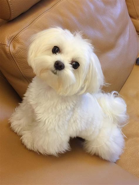 Maltese Puppy Cuts Grooming Qpuppiesk