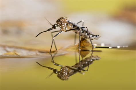 Stagnate Water Attracts Mosquitoes Us Pest Protection