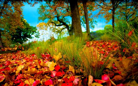 Fall Hd Wallpapers 1080p Wallpaper Nature And Landscape Wallpaper