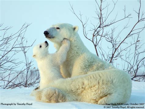 Nature Snow Animals Polar Bears Baby Animals High Quality