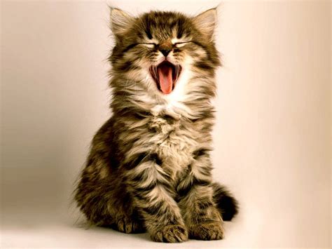 Funny Cat Wallpaper By Hende09 62 Free On Zedge