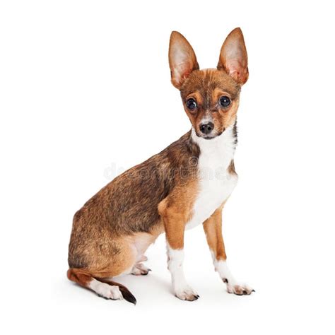 Chihuahua Puppy With Big Ears Stock Image Image Of Mutt Studio 67350291
