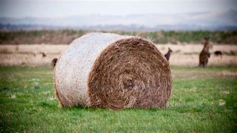 Maximizing Hay Bale Storage Minimizing Losses And Protecting Quality