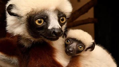 Duke Lemur Center New Baby Lemurs Born Zoboomafoos Niece