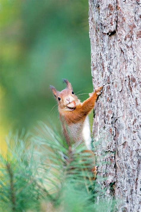 Red Squirrel Photograph By John Devriesscience Photo Library
