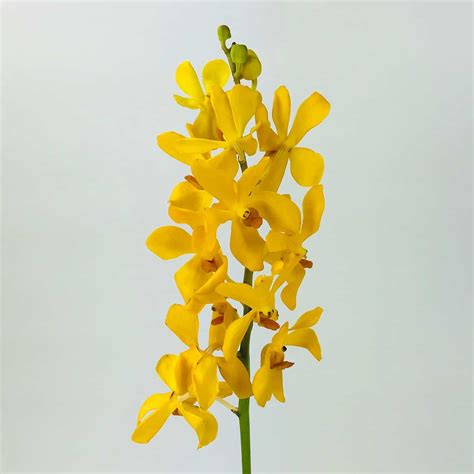 Mokara Orchids Yellow Wholesale Bulk Flowers Cascade Floral